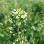 Capsella bursa-pastorisBlüte