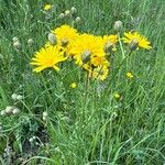 Crepis biennisKvet