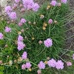 Armeria maritimaBlomst