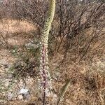 Drimia numidica Flower