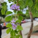 Guaiacum officinale Flower