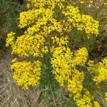 Jacobaea erucifoliaFlower