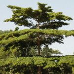 Terminalia ivorensis Yeri