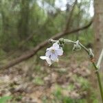 Cynoglossum virginianum Flower