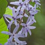 Petrea volubilisBlomma