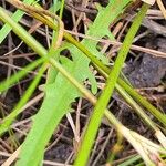 Scorzoneroides autumnalis Blad