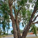 Melaleuca leucadendra Feuille