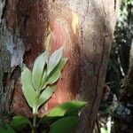 Metrosideros nitida Bark