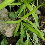 Leersia virginica Feuille