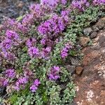 Thymus praecox Kvet