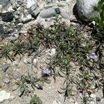 Dyschoriste schiedeana Habit