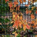 Parthenocissus inserta 形態