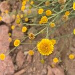 Pulicaria incisa Flower