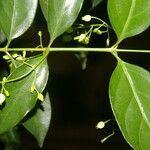 Chiococca alba Çiçek