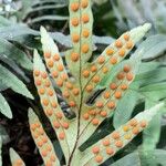 Pleopeltis pleopeltifolia Fruit