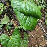 Anthurium nymphaeifolium Frunză