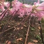 Amaryllis belladonna फूल