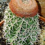 Melocactus intortus Elinympäristö