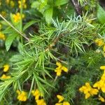 Genista hispanica Fuelha