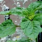 Helianthus giganteus Leaf