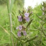 Teucrium scordium Blomma