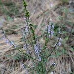 Anarrhinum bellidifolium Habitus