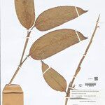Ischnosiphon puberulus Hoja