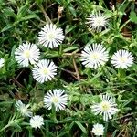 Mesembryanthemum nodiflorum Агульны выгляд