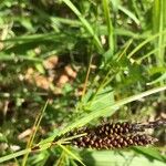 Carex nigra Fruto