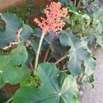 Jatropha podagricaBloem