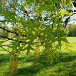 Quercus palustris List
