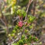 Darwinia fascicularis Blüte