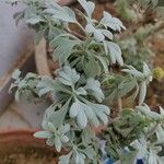 Artemisia stelleriana 叶