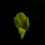 Crotalaria albida 花