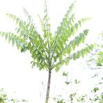 Zanthoxylum tsihanimposaFuelha