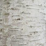 Betula papyrifera बार्क (छाल)