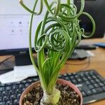 Albuca spiralis Folha