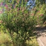 Indigofera heterantha Habit