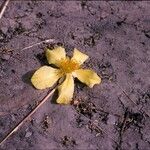 Cochlospermum tinctorium Flower