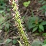 Acalypha communis Flower