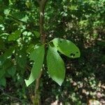 Lindera benzoin Leaf