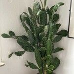 Opuntia monacantha 葉