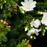 Lewisia cotyledon 花