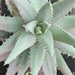 Aloe peglerae Листок