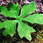 Petasites frigidus List