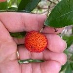 Arbutus unedo Fruit