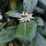 Elaeagnus × submacrophylla Hoja