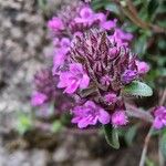 Thymus embergeri Flor