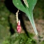 Lepanthes bradei Кветка