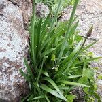 Agapanthus inapertus Leaf